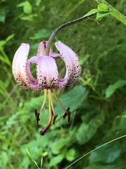 Lilium martagon martagon