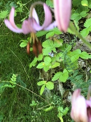 Lilium martagon martagon