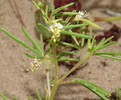 Polanisia jamesii