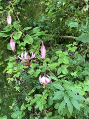 Lilium martagon martagon