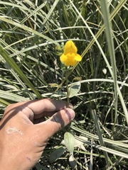 Erythranthe scouleri