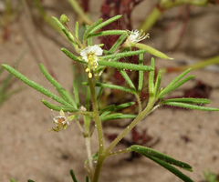 Polanisia jamesii