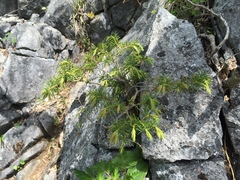 Juniperus rigida