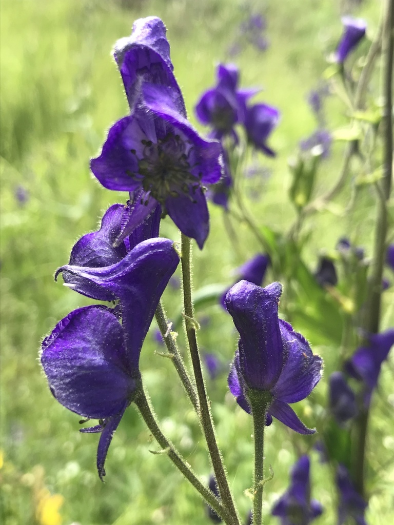 Columbian Monkshood CNPS Certification List INaturalist Columbian monkshood cnps certification list inaturalist