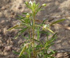 Polanisia jamesii
