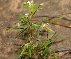 Polanisia jamesii