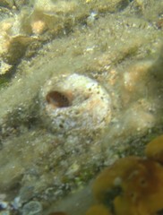 Thylacodes arenarius