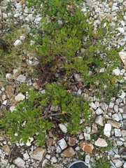 Baccharis macrantha