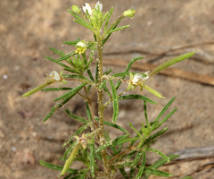 Polanisia jamesii