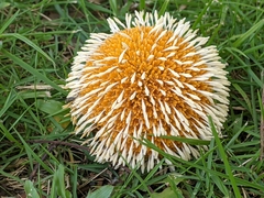 Neolamarckia cadamba