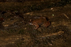 Mantidactylus biporus