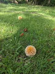 Neolamarckia cadamba