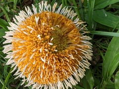 Neolamarckia cadamba