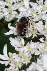 Andrena chrysosceles
