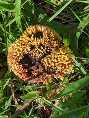 Neolamarckia cadamba