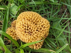 Neolamarckia cadamba