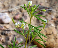 Polanisia jamesii