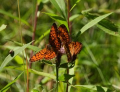 Boloria selene