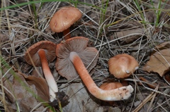 Inocybe godeyi