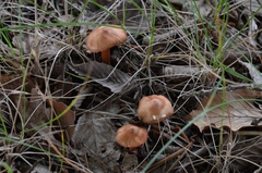 Inocybe godeyi