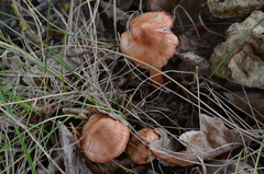 Inocybe godeyi