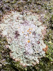 Brigantiaea leucoxantha