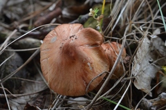 Inocybe godeyi