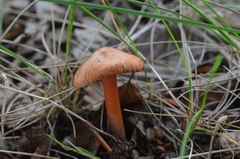 Inocybe godeyi