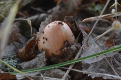Inocybe godeyi