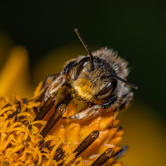 Megachile frigida