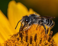 Megachile frigida