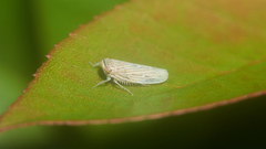 Paramesodes albinervosus