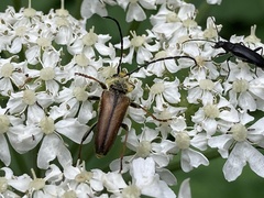 Lepturobosca nigrolineata