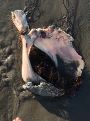 Lampris australensis