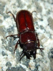 Neandra marginicollis