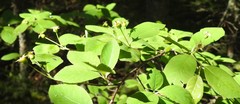 Amelanchier bartramiana