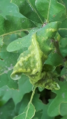 Aceria querci