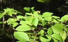 Amelanchier bartramiana