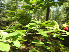 Amelanchier bartramiana