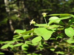 Amelanchier bartramiana