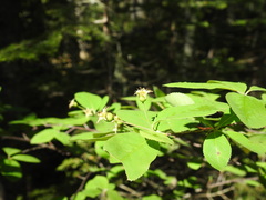 Amelanchier bartramiana