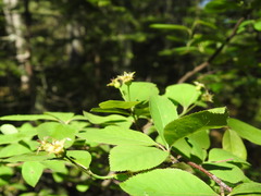 Amelanchier bartramiana