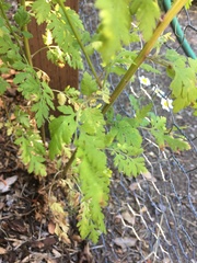 Tanacetum parthenium