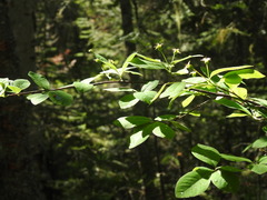 Amelanchier bartramiana