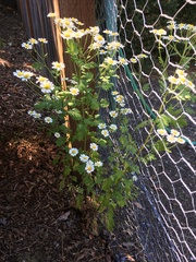 Tanacetum parthenium