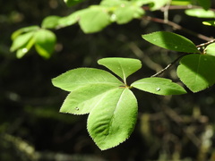 Amelanchier bartramiana