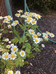 Tanacetum parthenium
