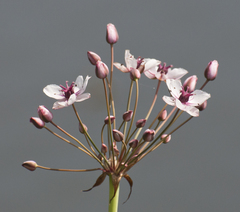 Butomus umbellatus