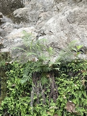 Pelazoneuron puberulum sonorense