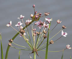 Butomus umbellatus
